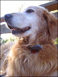 Angus #0138