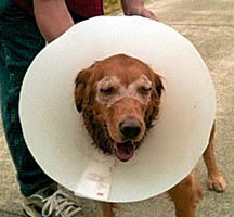 Murphy #0149