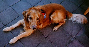 Murphy #0149