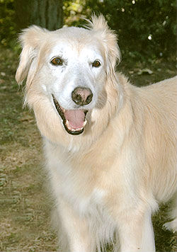 Buddy #291