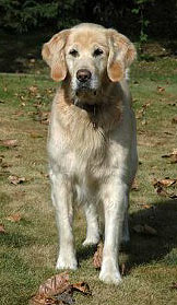 Sam #1172