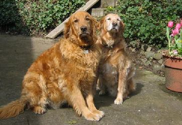 Sunny #1345 & Max #1346