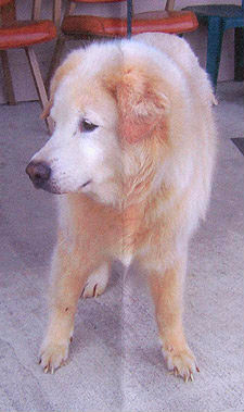 Heidi #1448