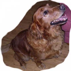 Brandy #1510