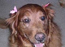 Brandy #1510
