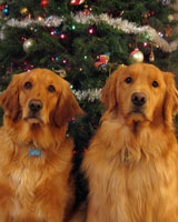Casey and Buster
