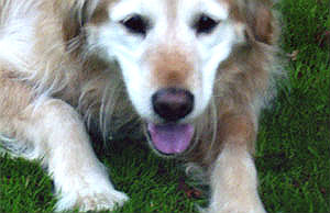Murphy #1620