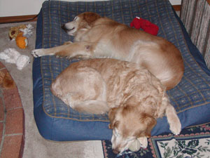 Ozzie # 1665 & Harriet #1666