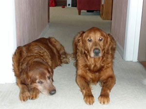1810_buddy_hooch_1