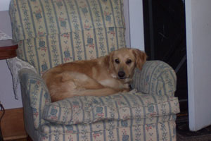 1844_nilla-01