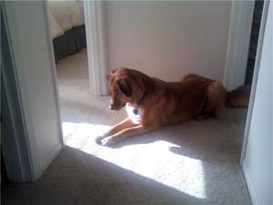 1891_dodger_3
