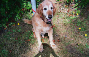 1912_buddy_1