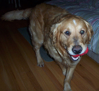 Toby #2137