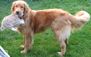 Charlie #2145