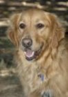 Bailey #415