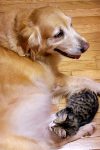 dog_and_cat_1